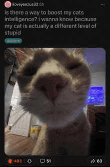 a picture of a cat with the caption advice