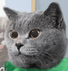 a close up of a gray cat wearing a green scarf