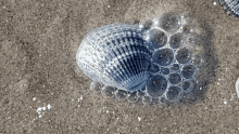 a sea shell is surrounded by bubbles on a sandy beach