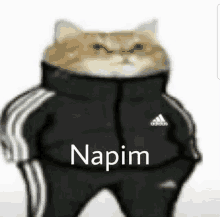 a cat is wearing a black adidas jacket