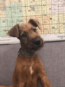 a small brown dog is sitting in front of a map that says the national service on it