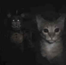 a cat standing next to a teddy bear in the dark .