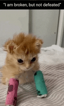 a kitten with a bandage on its legs is sitting on a bed .