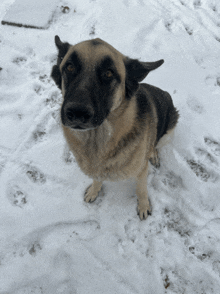 a brown and black dog standing in the snow looking up at the camera