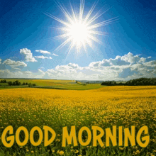 a picture of a field of yellow flowers with the words good morning written in yellow