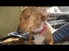 a brown dog with a red collar is sitting on a couch .