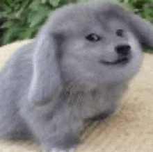 a close up of a stuffed animal that looks like a dog with rabbit ears .