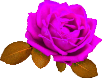 a close up of a purple rose with brown leaves on a white background