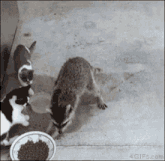 a raccoon and two cats are eating from a bowl