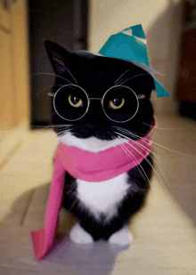 a black and white cat with glasses and a scarf around its neck