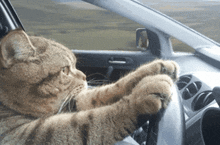 a cat is sitting in a car with its paws on the steering wheel