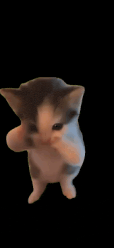 a kitten is standing on its hind legs with its paws up