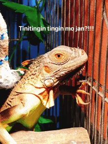 a lizard in a cage with the words tinitingin tingin mo jan written on the bottom