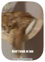 a picture of a cat with the words " don 't look at me "