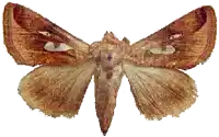 a close up of a moth 's wings with a white background
