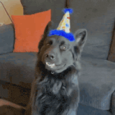 a black dog wearing a blue party hat