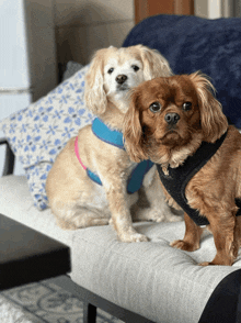 two dogs are sitting on a couch and one has a black harness on