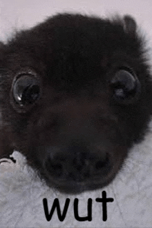 a close up of a black dog 's face with the words wut written on it .