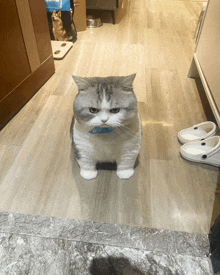 a cat with a blue collar is sitting on a wood floor