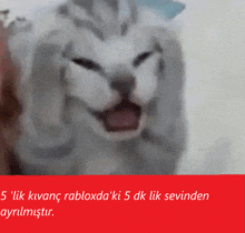 a picture of a cat with the words 5 lik kivanç rabloxda ' ki 5 dk lik sevinden ayrulmistir