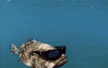 a fish wearing sunglasses is floating in the water .