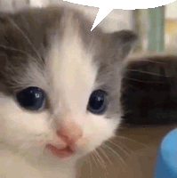 a gray and white kitten with blue eyes is looking at the camera with a speech bubble above it .