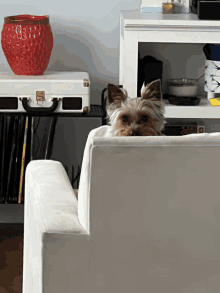 a small dog sitting on a white couch in front of a red vase