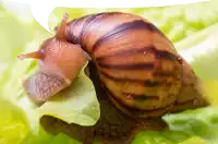 a snail is crawling on a green leaf with a white background behind it