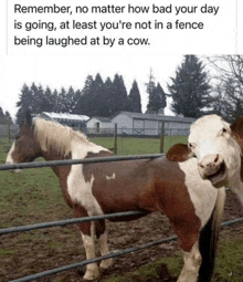 a cow and a horse are standing next to each other in a fenced in area