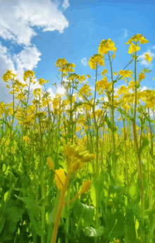 a field of yellow flowers with the sun shining through the clouds