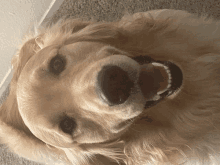 a close up of a dog 's face with its tongue hanging out