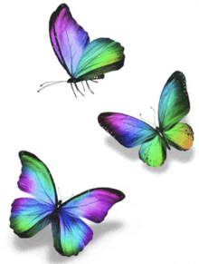 three colorful butterflies on a white background