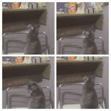 four pictures of a cat sitting in front of a shelf with a bag of pringles on it