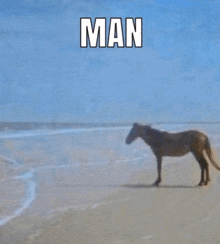 a horse walking on a beach with the word man written above it