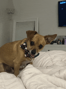 a small dog wearing a bow tie is laying on a bed in front of a television that says fox news