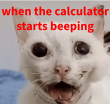 a white cat with its mouth open and the words " when the calculator starts beeping " behind it