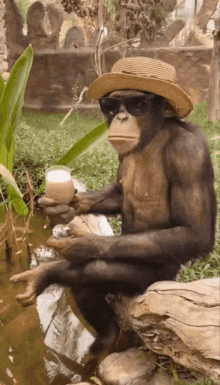 a chimpanzee wearing a straw hat and sunglasses is holding a glass of water