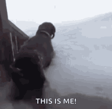 a dog is walking down a snowy staircase and says this is me