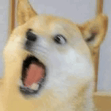 a close up of a dog with its mouth open and its tongue hanging out .