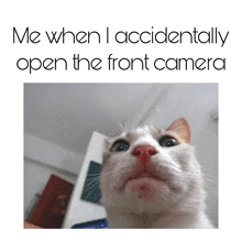 a white cat with a red nose is looking at the camera with the caption " me when i accidentally open the front camera "