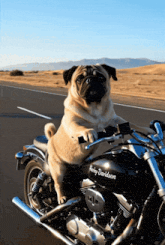 a pug dog riding a harley davidson motorcycle