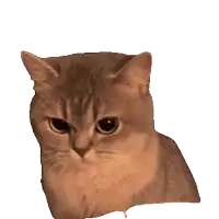 a close up of a brown cat 's face on a white background
