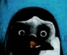 a close up of a penguin 's face with big eyes and a blue background .