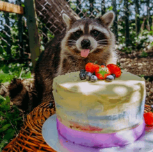 a raccoon sticking its tongue out in front of a cake with strawberries and blueberries on it