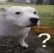 a polar bear is eating a piece of bread and has a question mark on its face .