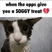 a black and white cat with the words " when the opps give you a soggy treat " below it