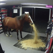 a horse standing in a store with a sign that says exit on it