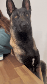 a german shepherd dog laying on a wooden table looking at the camera