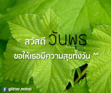 a green leaf with the words glitter.mthai written below it