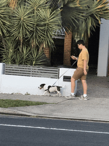 a man is walking a dog on a leash and looking at his phone